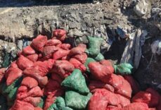 Soma'da bozuk 4 ton midye imha edildi